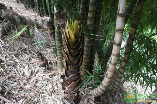 刚竹的种植_刚竹的种植技术_刚竹栽植技术