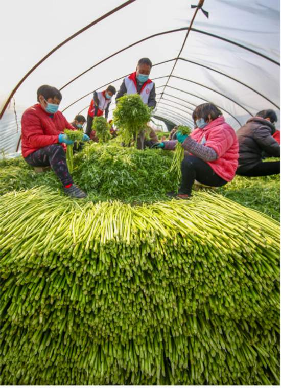 走向我们的小康生活丨江苏泗洪江桥居委会：小芦蒿撑起致富半边天副本