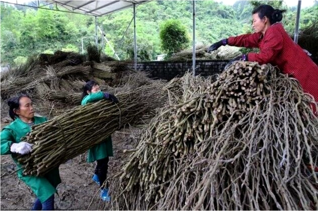 CCTV致富经羊肚菌_致富经羊肚菌养殖技术_致富经羊肚菌种植视频全集