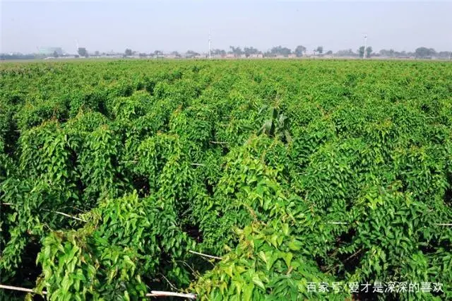 史上最牛的淮山药种植新方法，种植科技集合，不可错过的黑科技