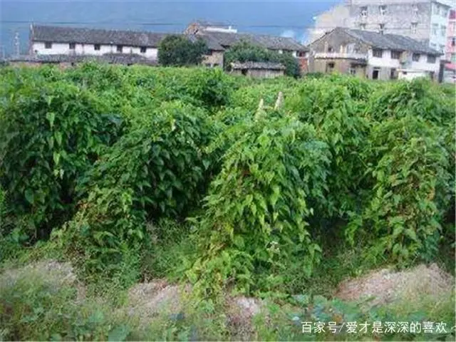 淮山药种植技术与栽培管理方法_淮山药种植技术与管理_淮山药的种植技术