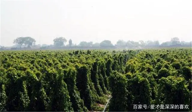 淮山药种植技术与管理_淮山药的种植技术_淮山药种植技术与栽培管理方法