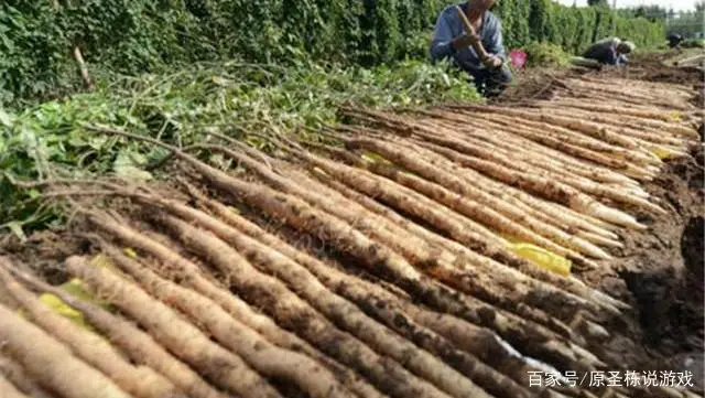 无公害淮山药标准化生产技术，种植技术分享，希望能够帮助你