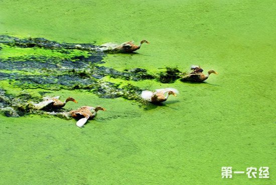 养鱼养鸭双重效益 鱼塘种浮萍喂鸭的操作管理方法