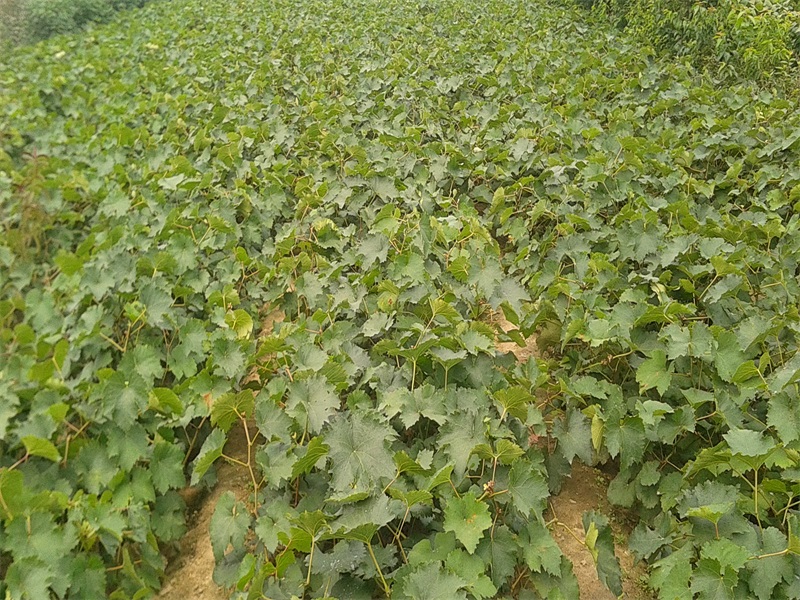 葡萄种子种植技术_如何种植葡萄种子_葡萄种籽种植方法