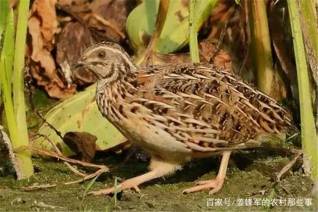 鸠要养几只_养殖鹌鹑的技术_鹌鸠养殖技术