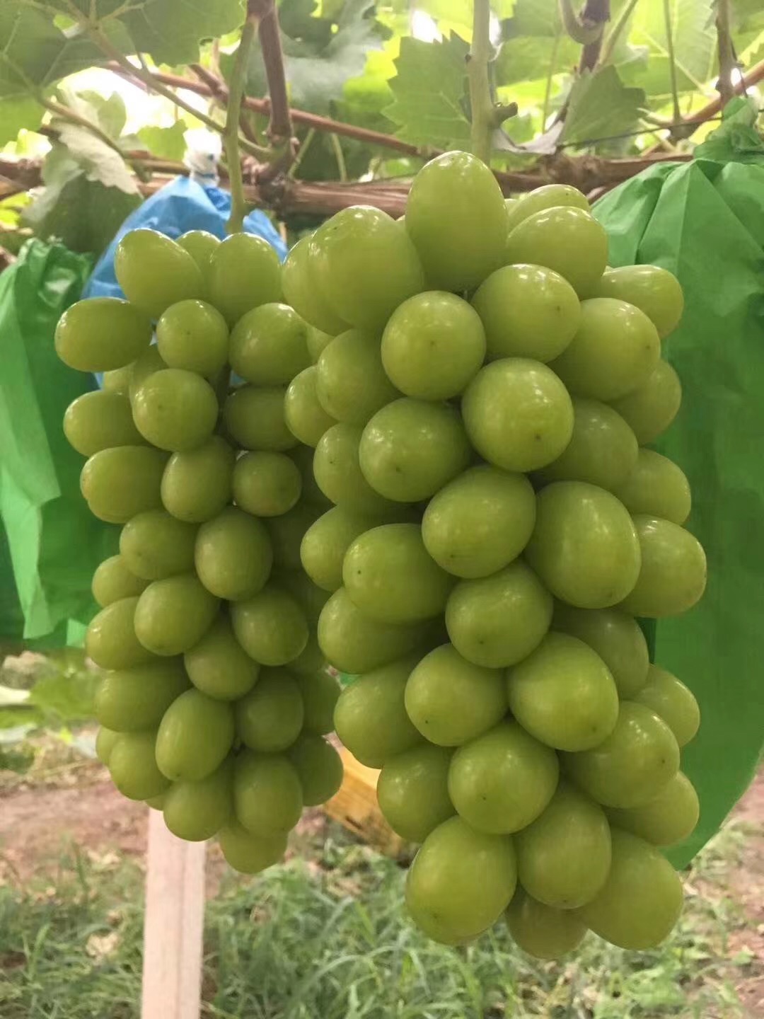 砧木309m根系金香一号葡萄苗种植技术