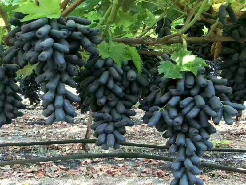 山东青岛牛奶葡萄树苗种植方法种植技术	种植要领