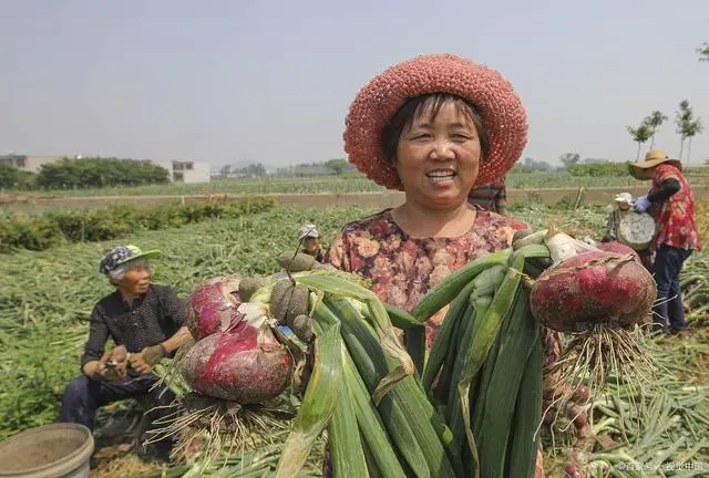 种植洋葱，施肥的最佳时期，怎样把握好，如何施肥？