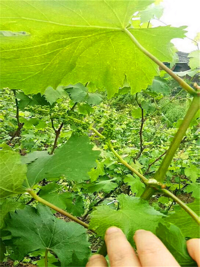 宝光葡萄苗种植技术-宝光葡萄树苗基地价格