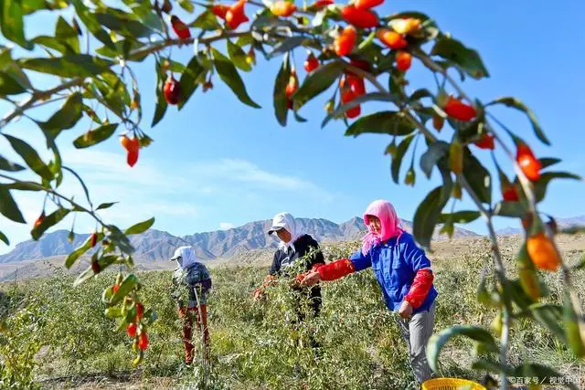 致富 药材种植_致富药材种植基地在哪_致富药材种植基地地址