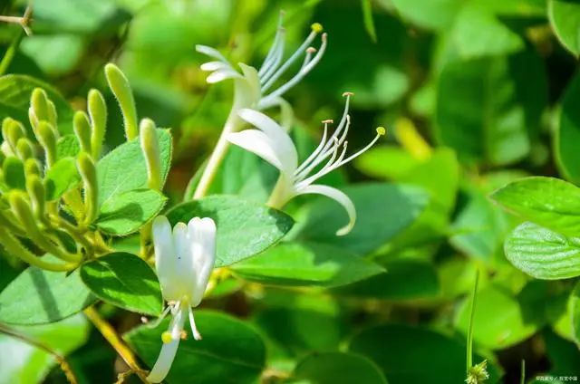 致富 药材种植_致富药材种植基地地址_致富药材种植基地在哪