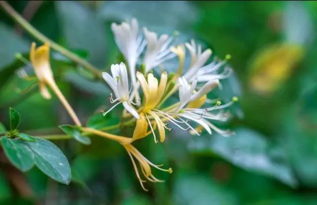 致富药材种植基地在哪_致富 药材种植_草药种植致富