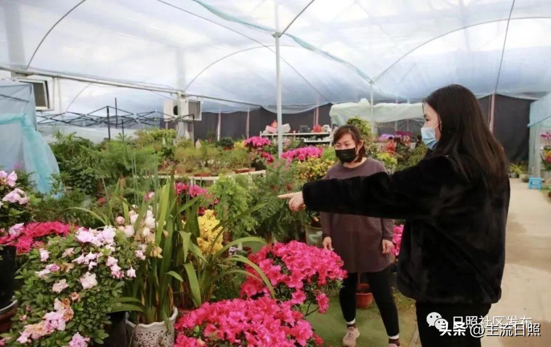 北京路花卉市场 “年宵花”进入销售旺季