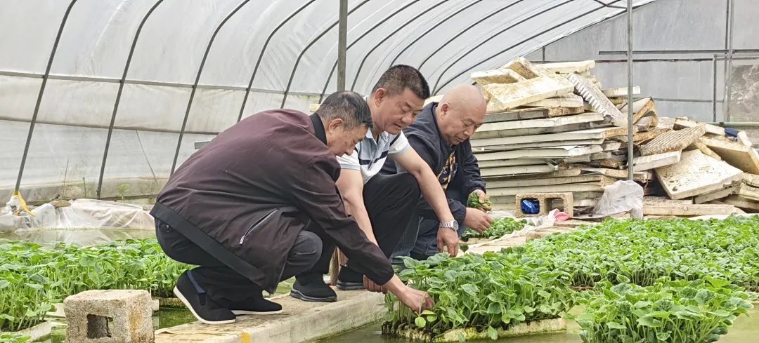 南瓜种殖技术视频_种植南瓜的视频_南瓜种植致富视频