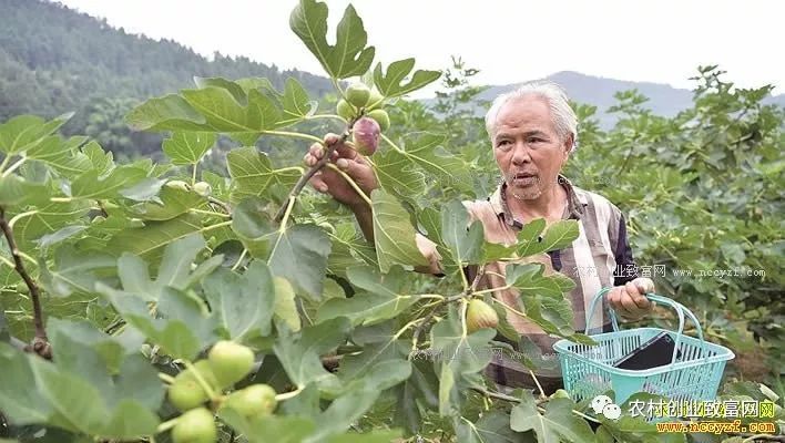 无花果种植致富视频_视频致富种植无花果是真的吗_无花果种植视频教程