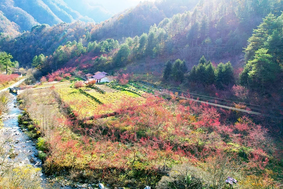 山萸肉种植技术_山萸肉的种植_山萸肉种子用途