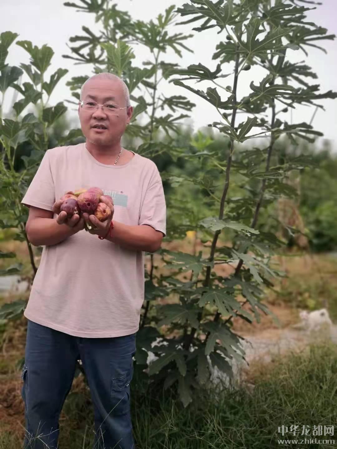 无花果树下的致富梦