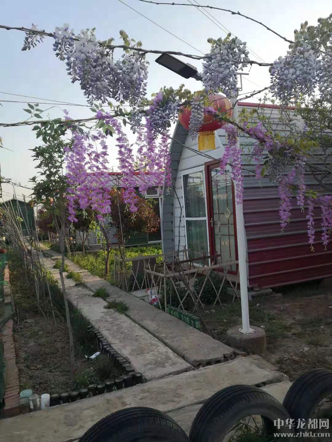 每日农经无花果种植视频_无花果种植致富视频_致富经无花果种植视频