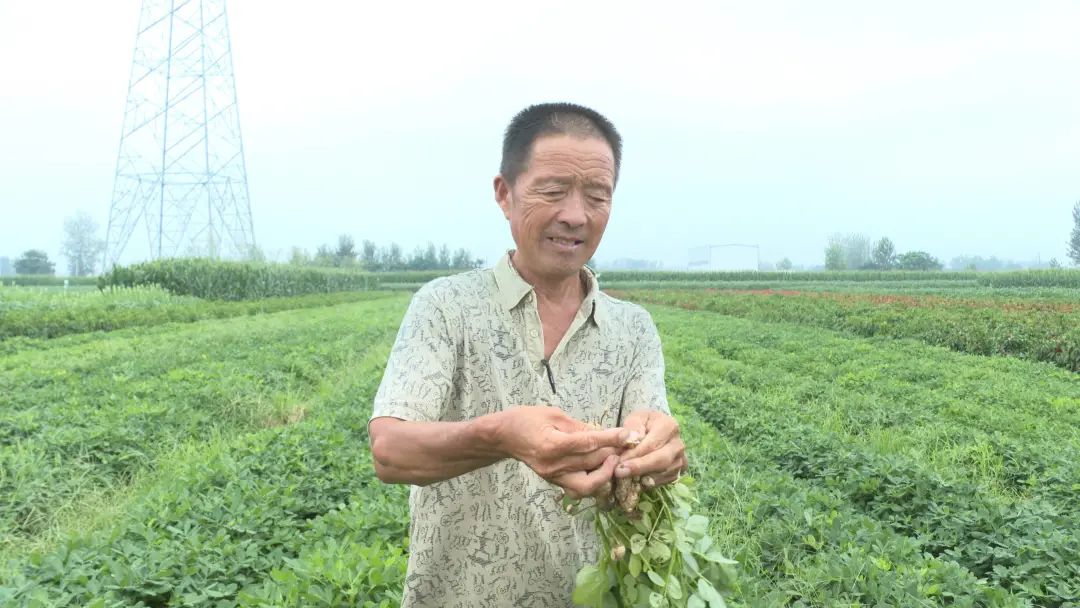 花生种植效益_花生种植如何致富_花生致富种植方法