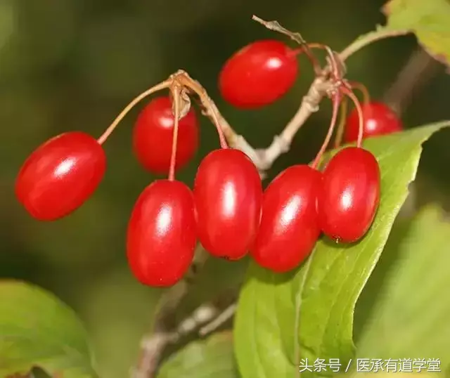 山萸肉种植技术_山萸肉产量_山萸肉的种植