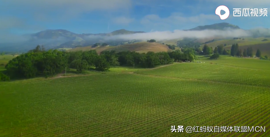 泰国香米种子价格_种植泰国香米致富_泰国香米种植技术