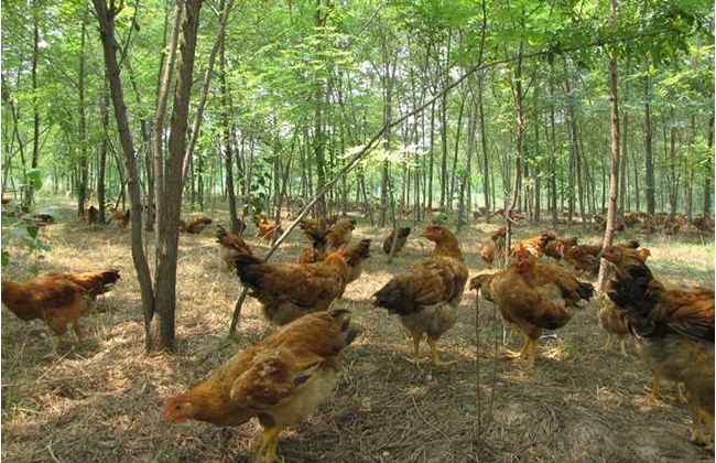 土鸡养殖项目实施方案_山林土鸡养殖视频_林下土鸡养殖技术