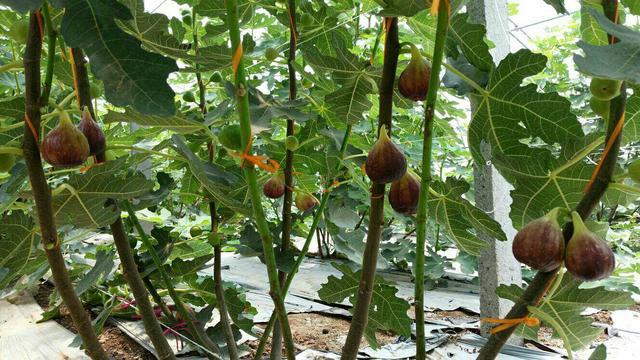 无花果种植致富视频_无花果种植视频教程_每日农经无花果种植视频