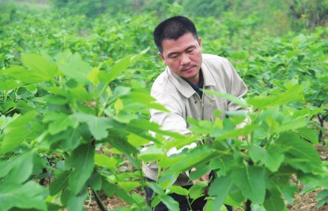 无花果种植致富视频_每日农经无花果种植视频_无花果种植视频教程