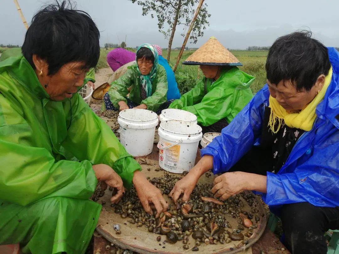 蚂咋养殖技术_蚂蟥养殖技术_如何养殖蚂蝗技术