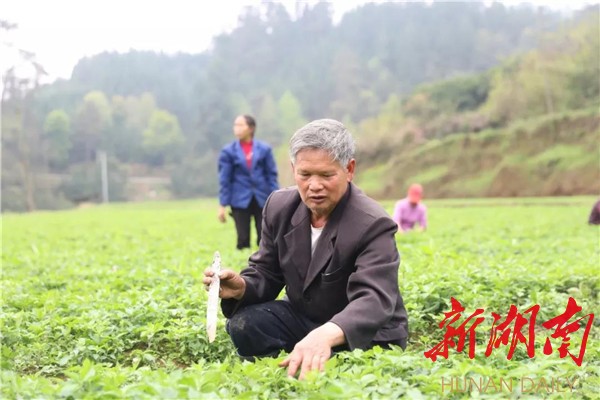 种橘子的视频教程_桔子种植致富视频_视频致富种植桔子是真的吗