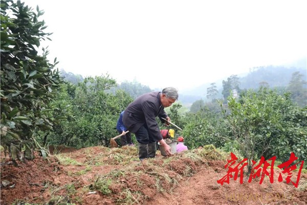 种橘子的视频教程_桔子种植致富视频_视频致富种植桔子是真的吗