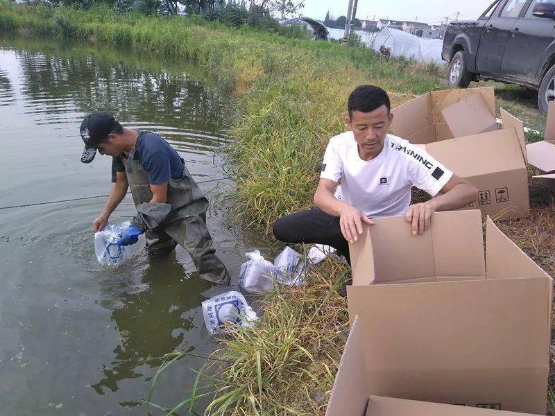 致富经养殖虾_养殖虾致富吗_致富经淡水虾养殖视频