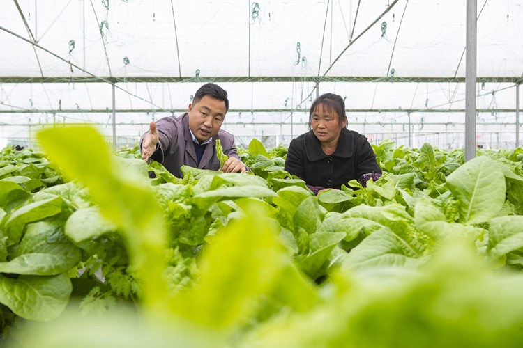 致富种植视频全集_农村种植致富方法_农村致富新项目种植