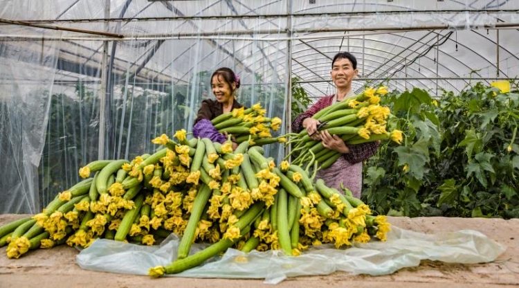 农村致富新项目种植_致富种植视频全集_农村种植致富方法