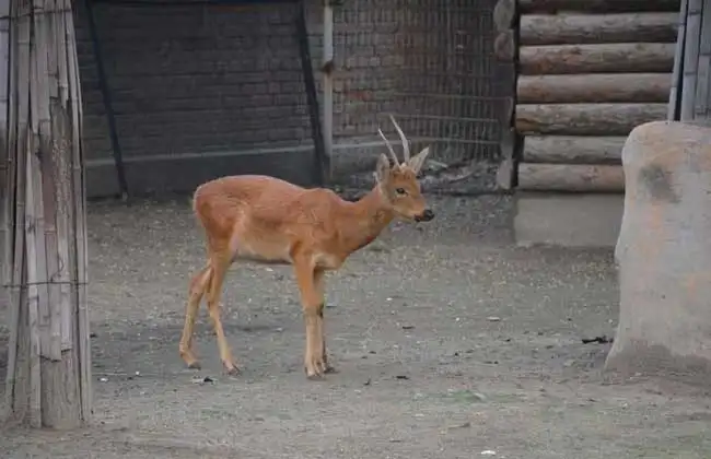 狍子养殖技术