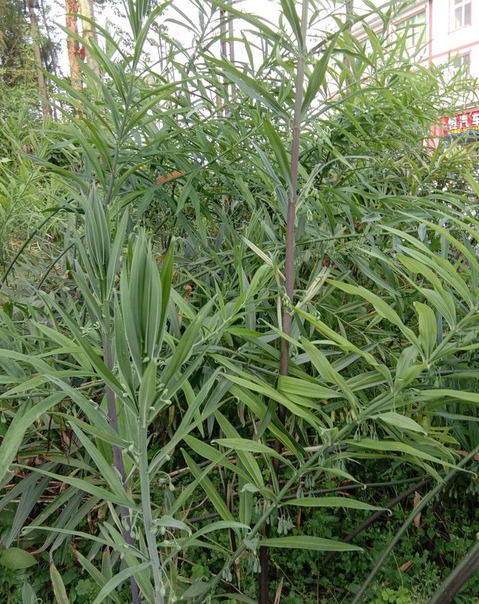 黄精简易种植技术