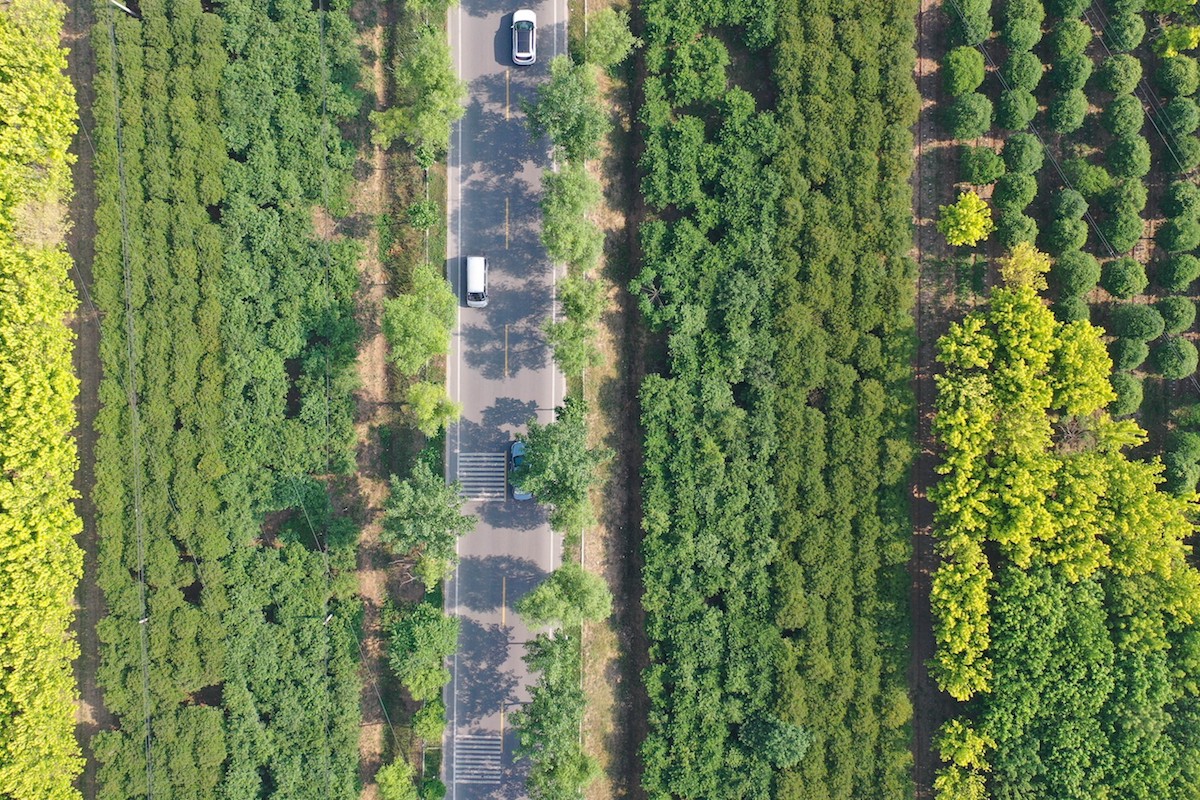 种植豌豆农村致富_豌豆种植技术_致富豌豆种植农村图片大全