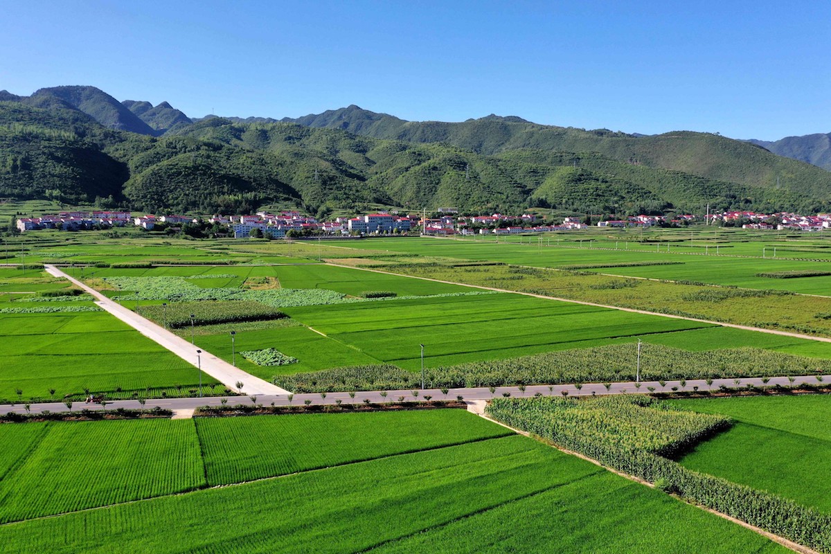 种植豌豆农村致富_豌豆种植技术_致富豌豆种植农村图片大全