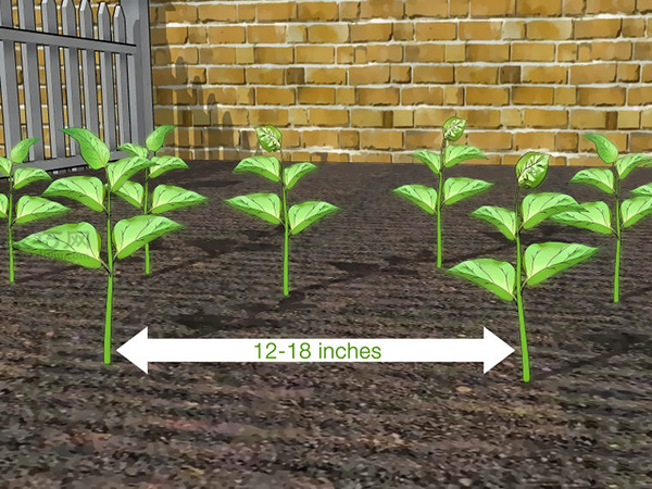 如何种辣椒 一起学种植辣椒教程