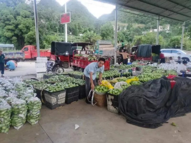 瓜致富种植佛手图片_种佛手瓜赚钱吗_佛手瓜种植致富经