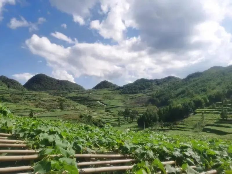 佛手瓜种植致富经_瓜致富种植佛手图片_种佛手瓜赚钱吗