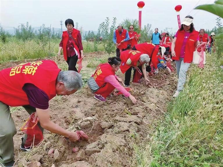 “走进乡村看特优农业”系列报道之四 尖草坪区宇文村：红薯种植铺就甜蜜路