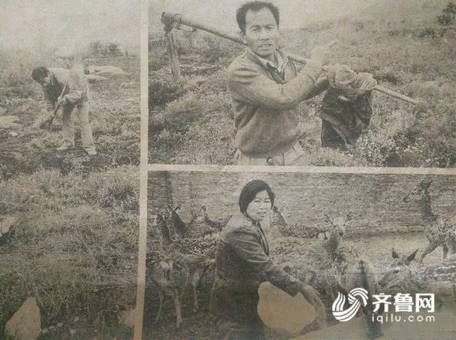 荒山种出“金疙瘩”！济南六旬老人坚守21年荒山变绿水青山