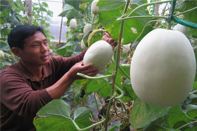 甜瓜种植技术_种植甜瓜技术要求_种甜瓜的技术