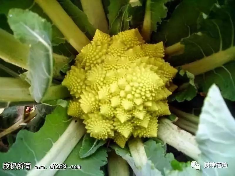 种植佛手瓜五大要点需注意_佛手瓜种植致富经_致富经佛手瓜种植