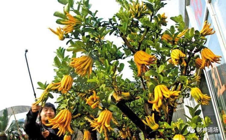 佛手瓜种植致富经_致富经佛手瓜种植_种植佛手瓜五大要点需注意