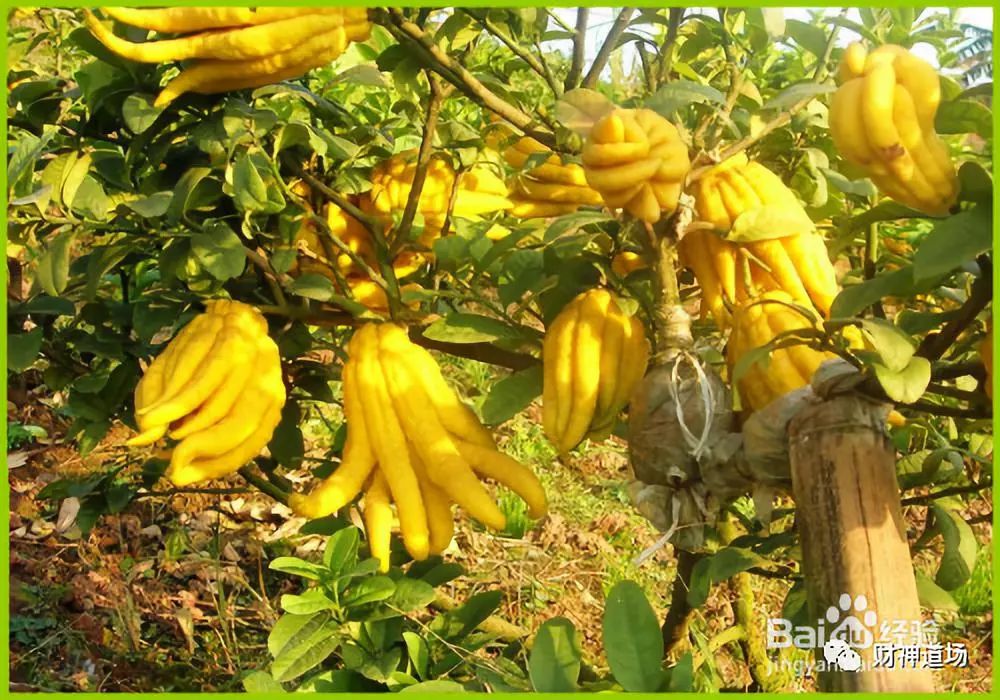 佛手瓜种植致富经_致富经佛手瓜种植_种植佛手瓜五大要点需注意