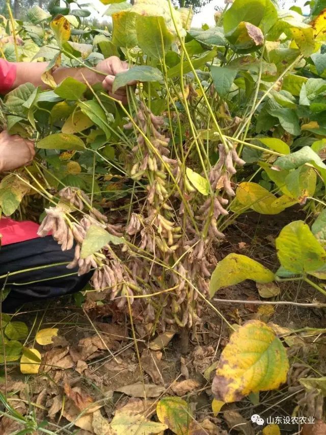 致富种植视频全集_致富种植什么比较赚大钱_种植致富的方式