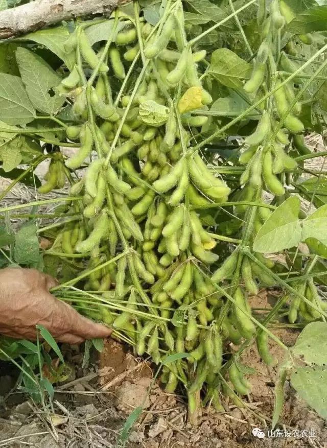 致富种植视频全集_致富种植什么比较赚大钱_种植致富的方式